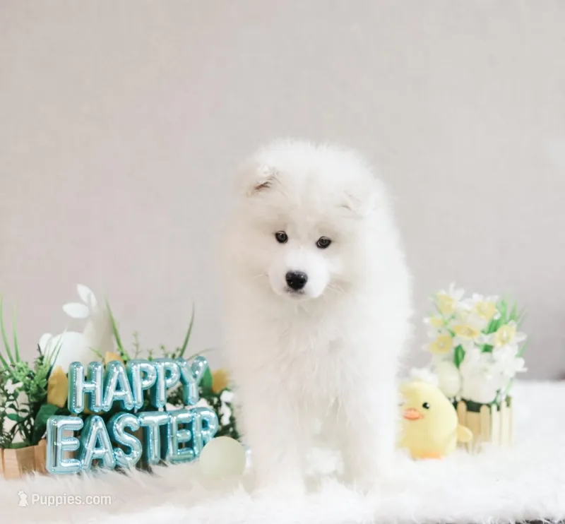 Sparki – Samoyed puppy for sale in Linden, WI
