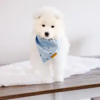 Sparki, a male Samoyed for sale in Linden, WI – Photo 4 of 6