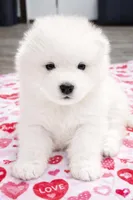 Sparki, a male Samoyed for sale in Linden, WI – Photo 4 of 8