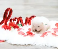 Sparki, a male Samoyed for sale in Linden, WI – Photo 7 of 8