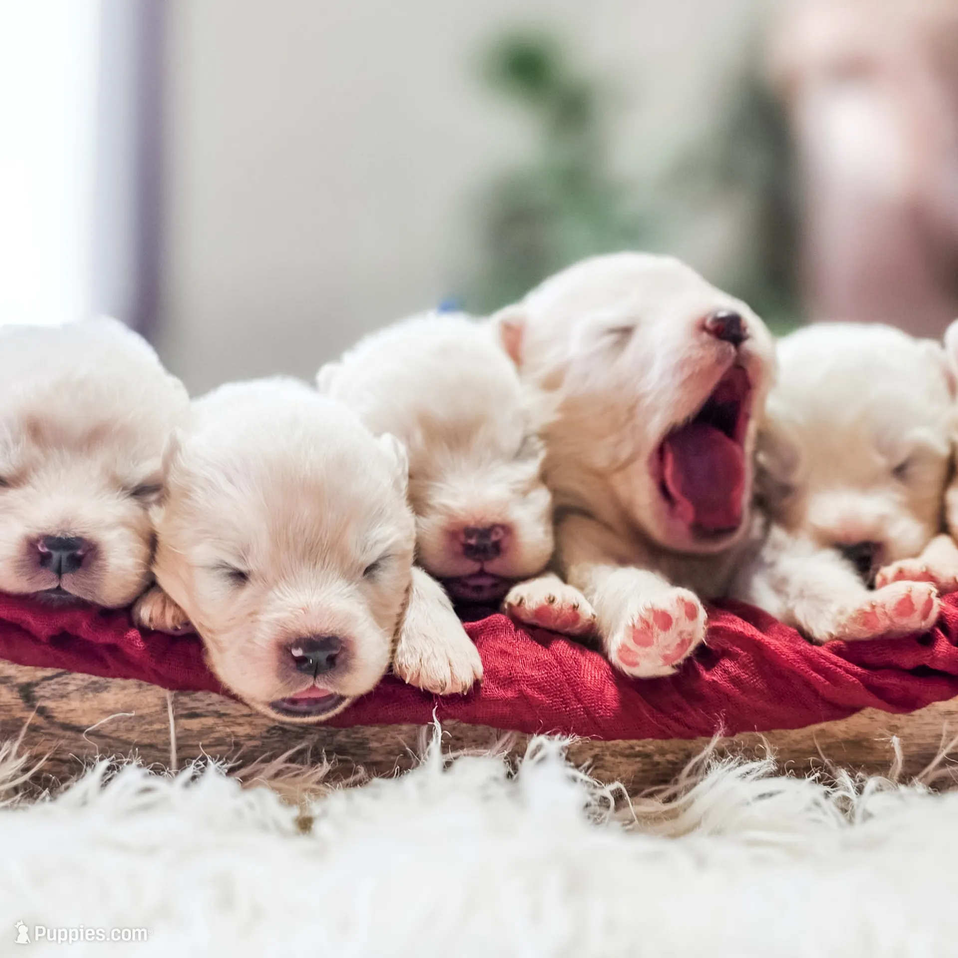 Sparki, a male Samoyed for sale in Linden, WI – Photo 6 of 8