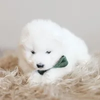 Sparki, a male Samoyed for sale in Linden, WI – Photo 2 of 8