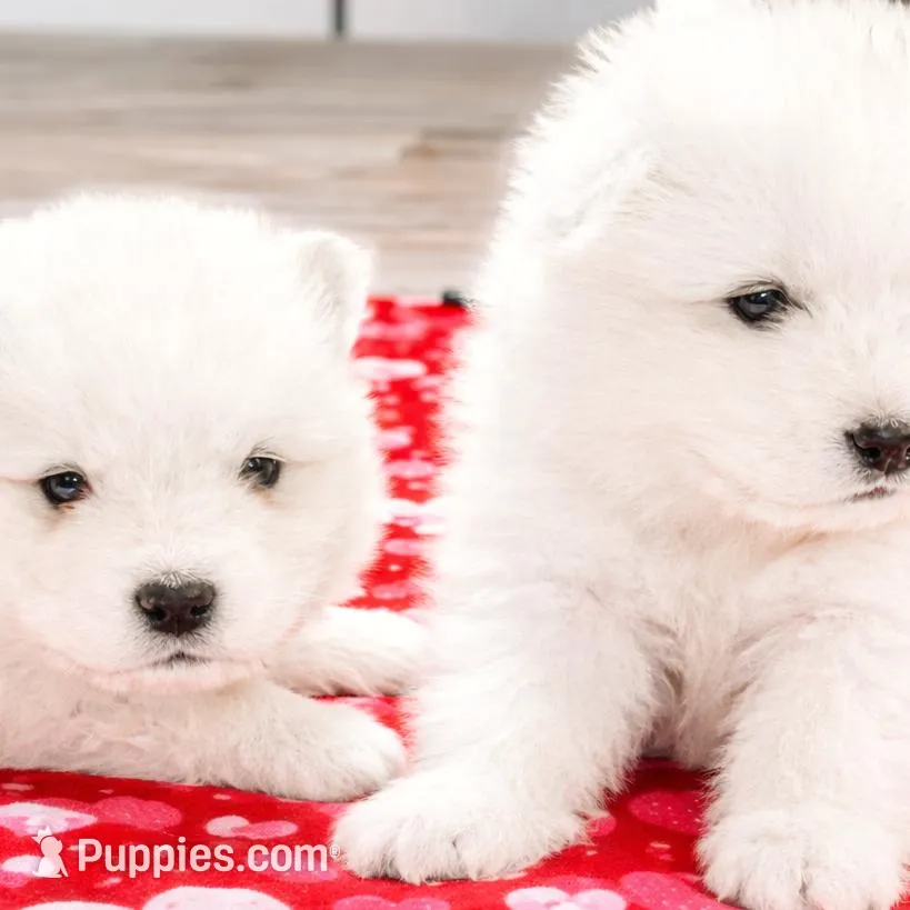 Sparki, a male Samoyed for sale in Linden, WI – Photo 3 of 8