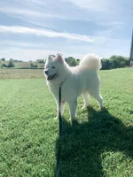 Sparki, a male Samoyed for sale in Linden, WI – Photo 8 of 8