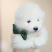 Sparki, a male Samoyed for sale in Linden, WI – Photo 1 of 8