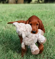 Hudson, a male Irish Setter for sale in Linden, WI – 2 of 6