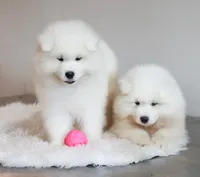 HlubHlub, a male Samoyed for sale in Linden, WI – 5 of 5