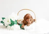 Hudson, a male Irish Setter for sale in Linden, WI – 6 of 6