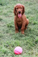 Hudson, a male Irish Setter for sale in Linden, WI – 3 of 6