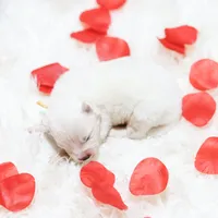 processed/943784e9-87fa-48c3-a261-490903603f8d/listing/3fc3289b-6427-4406-83b9-8fec8afae443/ac8303a7-07ce-4f4d-ac23-eee6e2630417