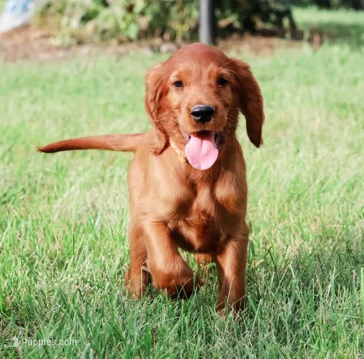 Hudson – Irish Setter puppy for sale in Linden, WI