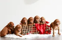 Hudson, a male Irish Setter for sale in Linden, WI – 5 of 6