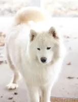 Sprout, a male Samoyed for sale in Linden, WI – Photo 8 of 9