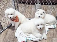 Sprout, a male Samoyed for sale in Linden, WI – Photo 6 of 9