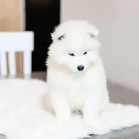 Sprout, a male Samoyed for sale in Linden, WI – Photo 2 of 9