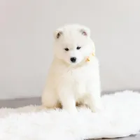 Sprout, a male Samoyed for sale in Linden, WI – Photo 5 of 9