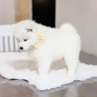 Sprout, a male Samoyed for sale in Linden, WI – Photo 4 of 9