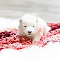 Sapphire , a female Samoyed for sale in Linden, WI – Photo 3 of 6