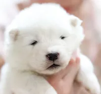 Sapphire , a female Samoyed for sale in Linden, WI – Photo 2 of 6