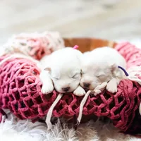 Sapphire , a female Samoyed for sale in Linden, WI – Photo 5 of 6