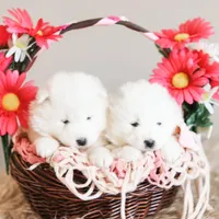 Sapphire , a female Samoyed for sale in Linden, WI – Photo 4 of 6