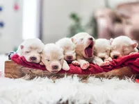 Sully, a male Samoyed for sale in Linden, WI – Photo 5 of 6