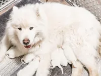 Sully, a male Samoyed for sale in Linden, WI – Photo 6 of 6