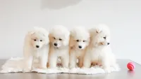 HlubHlub, a male Samoyed for sale in Linden, WI – 4 of 5
