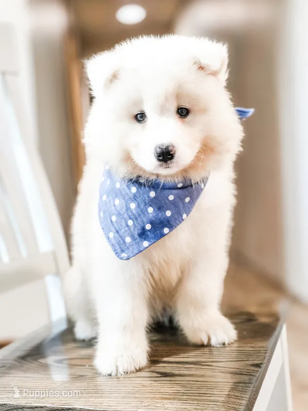 HlubHlub – Samoyed puppy for sale in Linden, WI