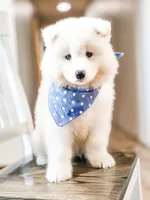 HlubHlub, a male Samoyed for sale in Linden, WI – 1 of 5