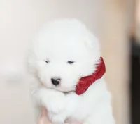 Simba, a male Samoyed for sale in Linden, WI – Photo 1 of 5