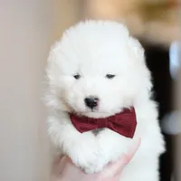 Simba, a male Samoyed for sale in Linden, WI – Photo 2 of 5