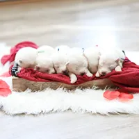 Simba, a male Samoyed for sale in Linden, WI – Photo 4 of 5