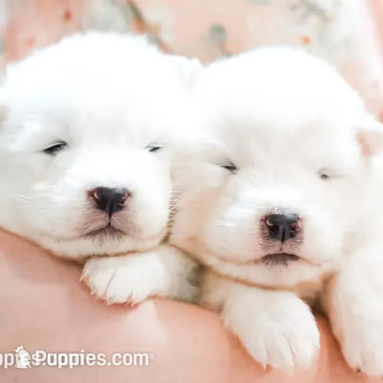 Sasha, a female Samoyed for sale in Linden, WI – Photo 5 of 7