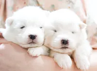 processed/943784e9-87fa-48c3-a261-490903603f8d/listing/a3fa1c59-e651-4dac-b463-4dbb4417cb42/10a5cb83-22bd-4f62-84da-d7d08cc19b64