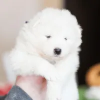 Sasha, a female Samoyed for sale in Linden, WI – Photo 2 of 7