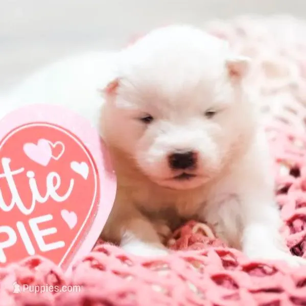 Sasha, a female Samoyed for sale in Linden, WI – Photo 4 of 7