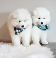 HlubHlub, a male Samoyed for sale in Linden, WI – 2 of 5