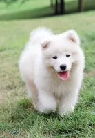 HlubHlub, a male Samoyed for sale in Linden, WI – 3 of 5