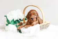 Hudson, a male Irish Setter for sale in Linden, WI – 4 of 6