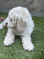 Sierra, a female Cockapoo for sale in Richmond, CA – 7 of 7