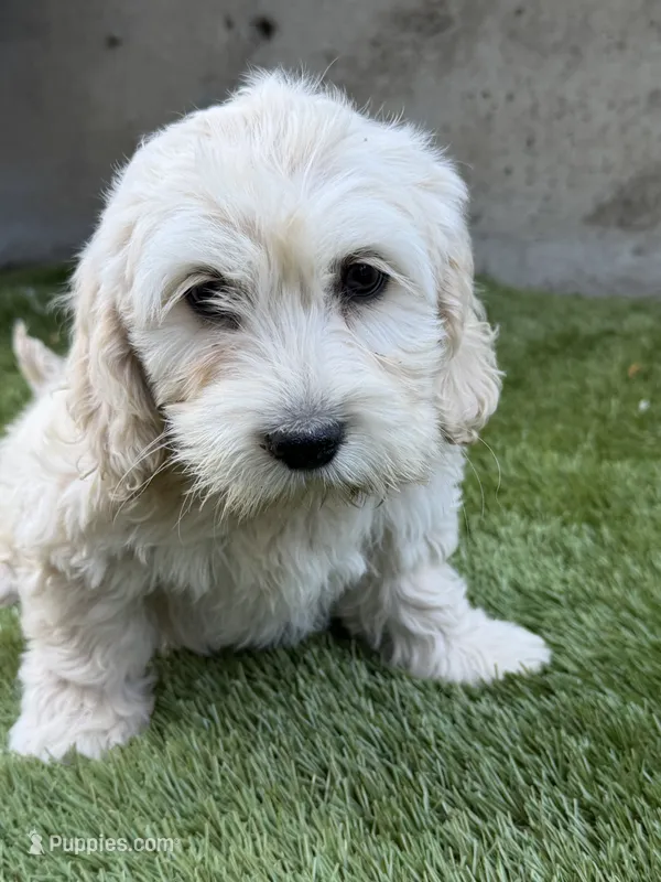 Luna – Cockapoo puppy for sale in Richmond, CA