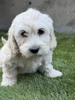Luna, a female Cockapoo for sale in Richmond, CA – 1 of 5