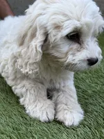 Sierra, a female Cockapoo for sale in Richmond, CA – 6 of 7