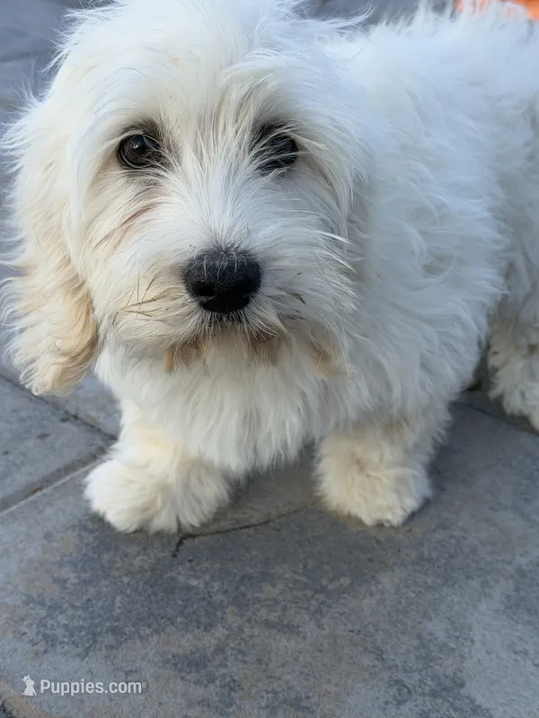 Luna – Cockapoo puppy for sale in Richmond, CA