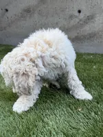 Napa, a female Cockapoo for sale in Richmond, CA – 3 of 6