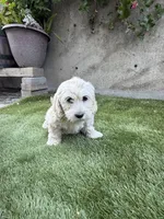 Luna, a female Cockapoo for sale in Richmond, CA – 3 of 5