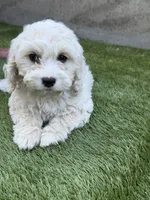 Sierra, a female Cockapoo for sale in Richmond, CA – 3 of 7