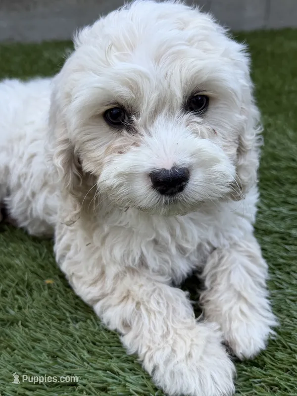 Sierra – Cockapoo puppy for sale in Richmond, CA