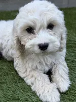 Sierra, a female Cockapoo for sale in Richmond, CA – 1 of 7